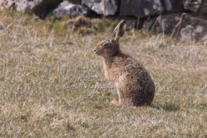 Wildlife Photography by Betty Fold Gallery Hawkshead Cumbria